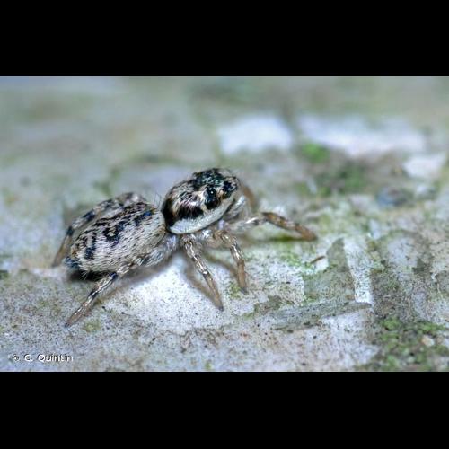 <i>Salticus zebraneus</i> (C.L. Koch, 1837) © C. Quintin