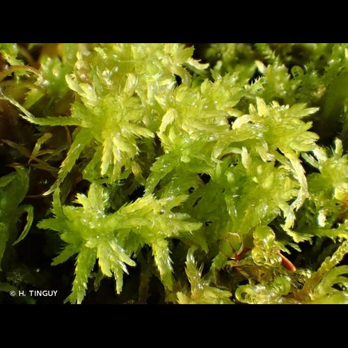 <i>Sphagnum inundatum</i> Russow, 1894 © H. TINGUY