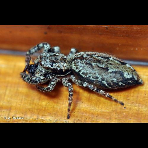 <i>Marpissa muscosa</i> (Clerck, 1758) © C. Quintin