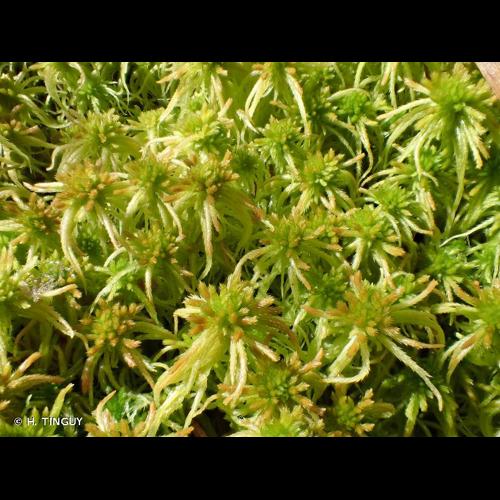 <i>Sphagnum fallax</i> (H.Klinggr.) H.Klinggr., 1880 © H. TINGUY