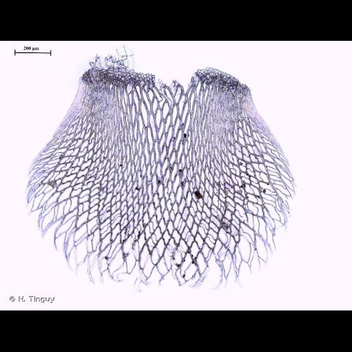 <i>Sphagnum fimbriatum</i> Wilson, 1847 &copy; H. Tinguy