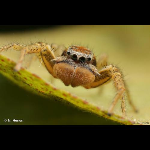 <i>Marpissa pomatia</i> (Walckenaer, 1802) © N. Henon
