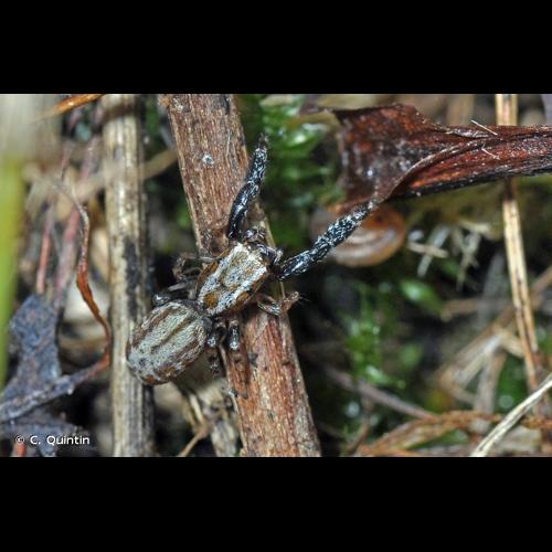 <i>Marpissa nivoyi</i> (Lucas, 1846) © C. Quintin