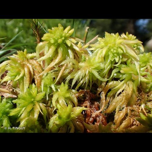 <i>Sphagnum auriculatum</i> Schimp., 1857 © H. TINGUY