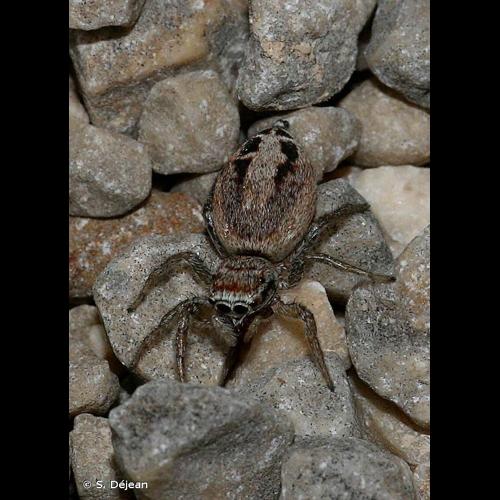 <i>Icius subinermis</i> Simon, 1937 &copy; S. Déjean