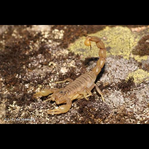 <i>Buthus occitanus</i> (Amoreux, 1789) © J.-C. de Massary