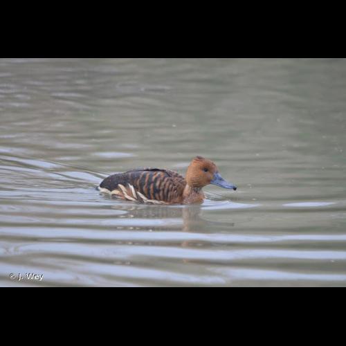 <i>Dendrocygna bicolor</i> (Vieillot, 1816) © J. Wey