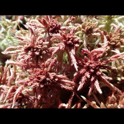 <i>Sphagnum rubellum</i> Wilson, 1855 &copy; H. TINGUY