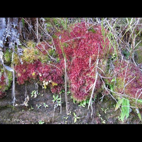 <i>Sphagnum subnitens</i> Russow & Warnst., 1888 © H. Tinguy