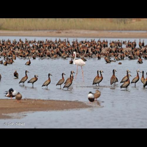 <i>Dendrocygna viduata</i> (Linnaeus, 1766) © J.-P. Siblet