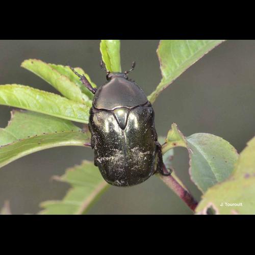 <i>Potosia fieberi</i> (Kraatz, 1880) © J. Touroult