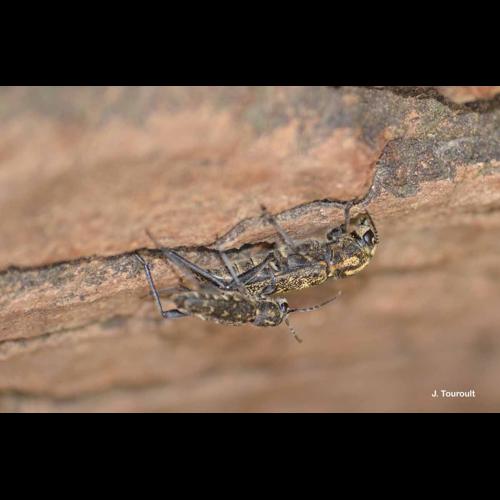 <i>Xylotrechus rusticus</i> (Linnaeus, 1758) © J. Touroult