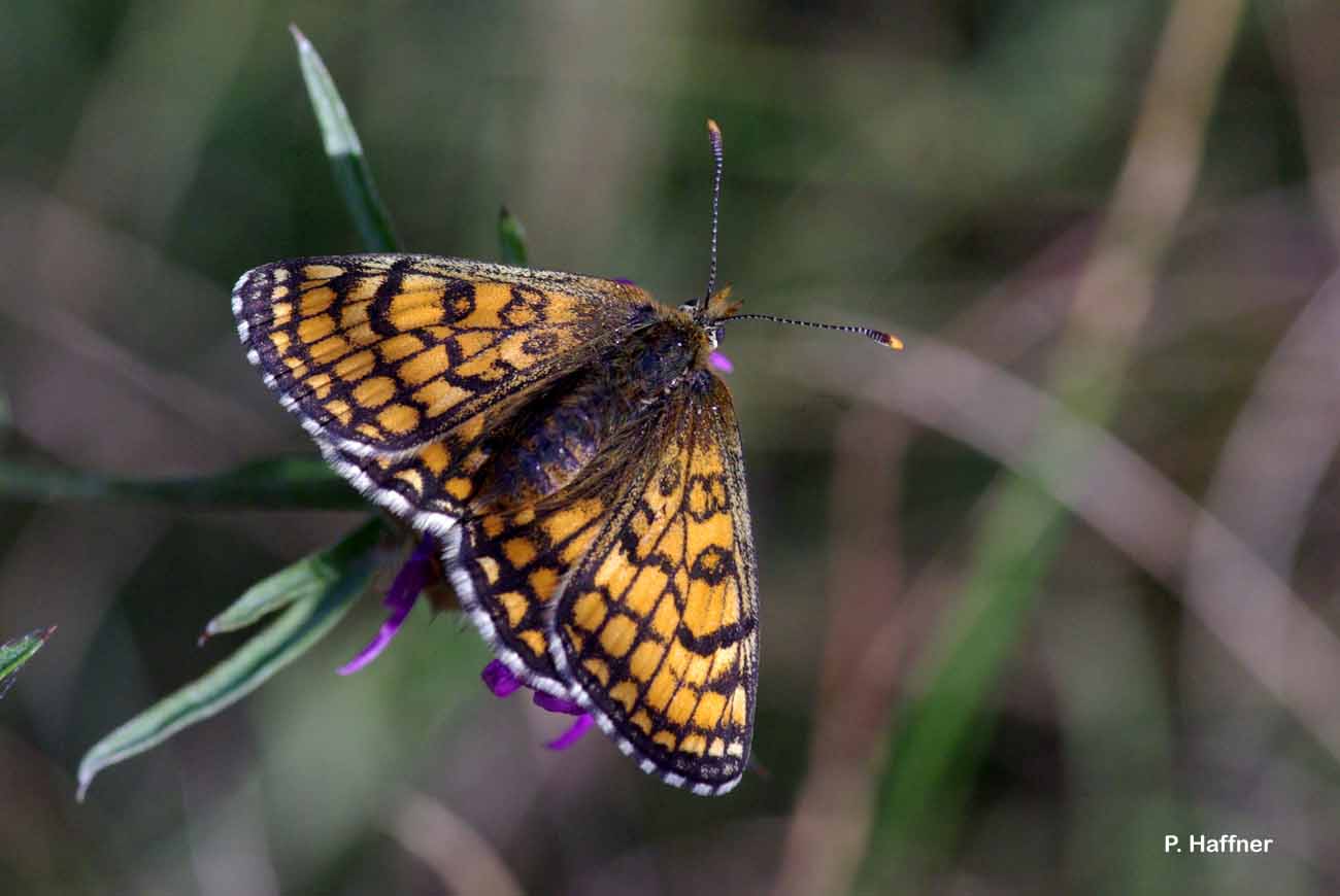 <i>Zerynthia rumina</i> (Linnaeus, 1758) © S. Richaud