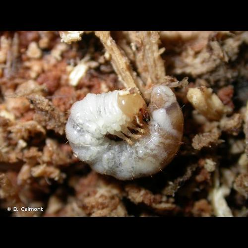 <i>Platycerus caraboides</i> (Linnaeus, 1758) © B. Calmont