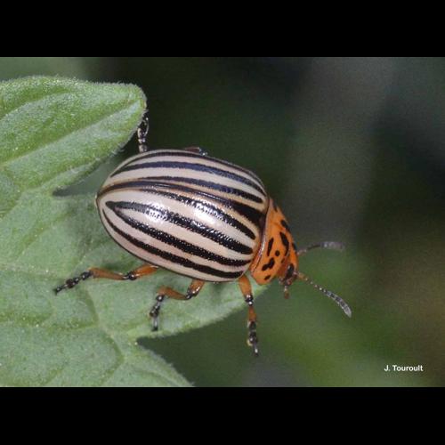 <i>Leptinotarsa decemlineata</i> (Say, 1824) © J. Touroult