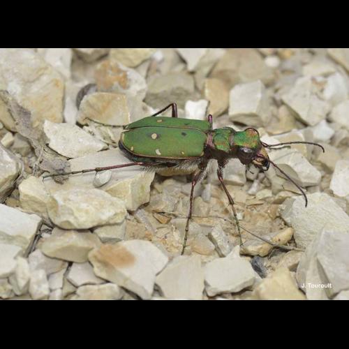 <i>Cicindela campestris</i> Linnaeus, 1758 © J. Touroult