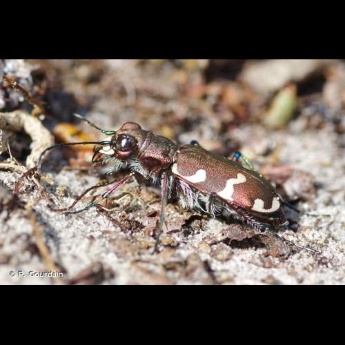 <i>Cicindela hybrida</i> Linnaeus, 1758 © P. Gourdain