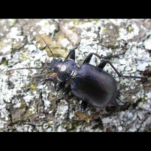 <i>Calosoma inquisitor</i> (Linnaeus, 1758) © B. Calmont