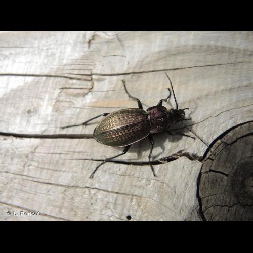 <i>Carabus arvensis</i> Herbst, 1784 &copy; L. Poncet