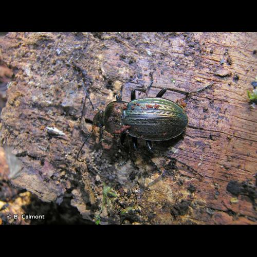 <i>Carabus cancellatus</i> Illiger, 1798 © B. Calmont