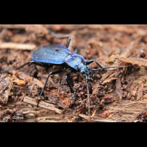 <i>Carabus intricatus</i> Linnaeus, 1761 © R. Guilhot