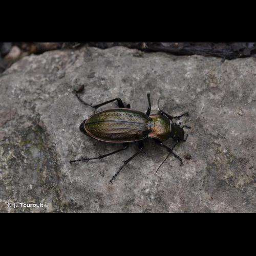 <i>Carabus monilis</i> Fabricius, 1792 © J. Touroult