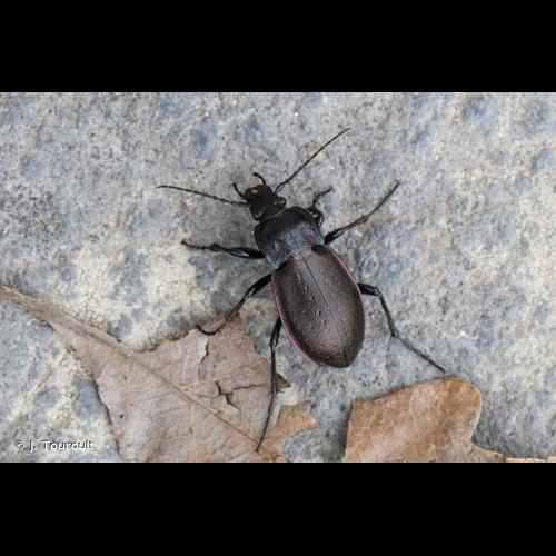 <i>Carabus nemoralis</i> O.F. Müller, 1764 © J. Touroult