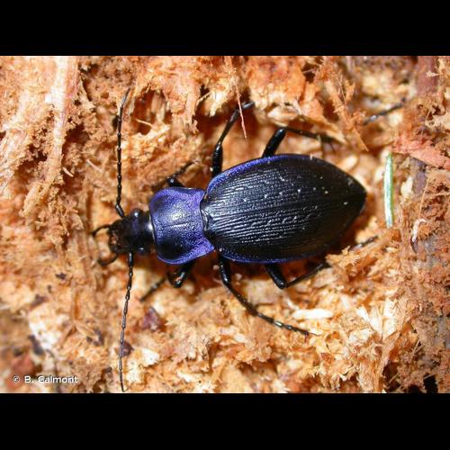 <i>Carabus problematicus</i> Herbst, 1786 © B. Calmont
