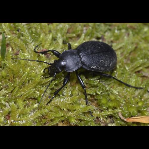 <i>Carabus coriaceus</i> Linnaeus, 1758 &copy; J. Touroult