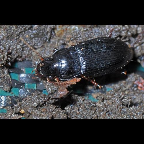 <i>Harpalus atratus</i> Latreille, 1804 © C. Quintin
