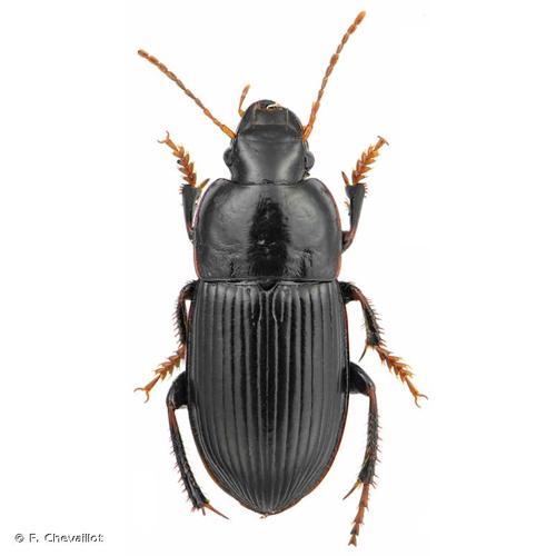 <i>Harpalus tardus</i> (Panzer, 1797) &copy; F. Chevaillot
