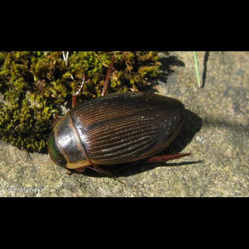 <i>Dytiscus marginalis</i> Linnaeus, 1758 © F. Michalke