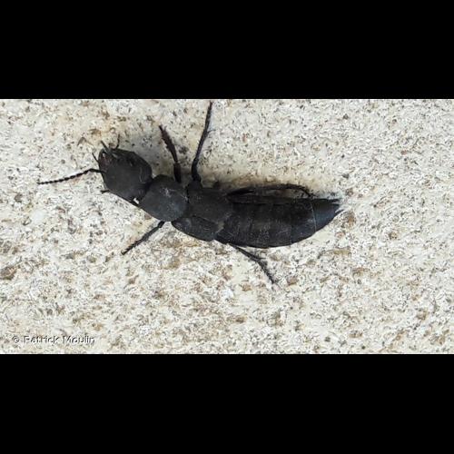 <i>Ocypus olens</i> (O.F. Müller, 1764) &copy; Patrick Moulin