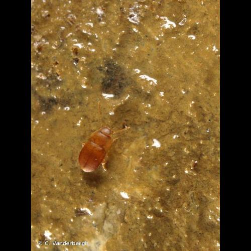 <i>Leptinus testaceus</i> P.W. Müller, 1817 © C. Vanderbergh