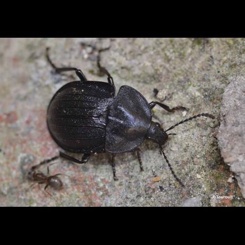 <i>Phosphuga atrata</i> (Linnaeus, 1758) © J. Touroult