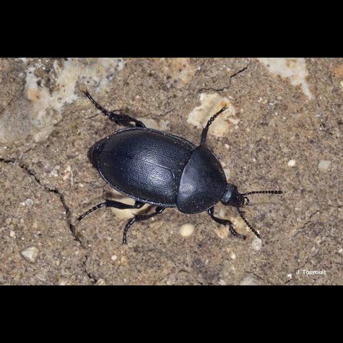 <i>Ablattaria laevigata</i> (Fabricius, 1775) © J. Touroult