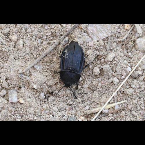 <i>Silpha tristis</i> Illiger, 1798 © J. Touroult - LPR Corse - MNHN, CdC, OFB