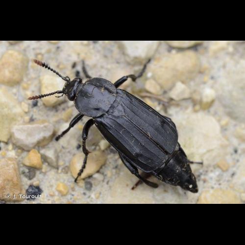 <i>Necrodes littoralis</i> (Linnaeus, 1758) © J. Touroult