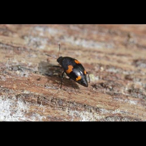 <i>Scaphidium quadrimaculatum</i> Olivier, 1790 © J. Touroult