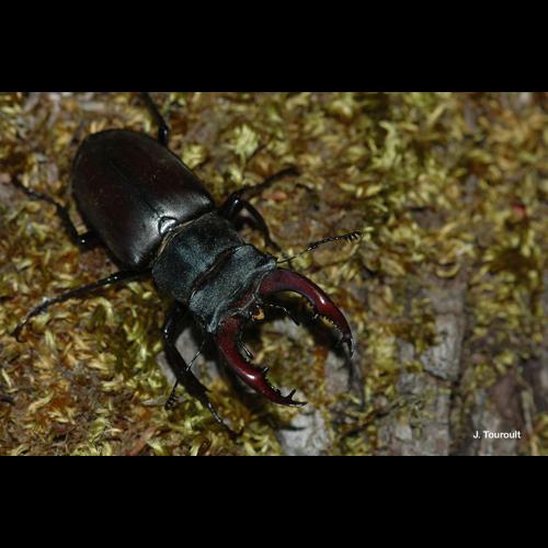 <i>Lucanus cervus</i> (Linnaeus, 1758) © J. Touroult