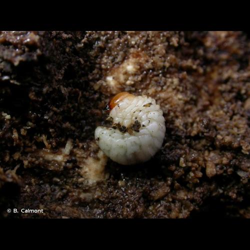 <i>Sinodendron cylindricum</i> (Linnaeus, 1758) © B. Calmont