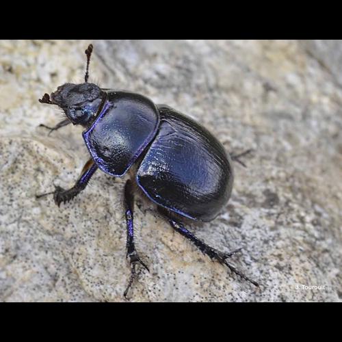 <i>Anoplotrupes stercorosus</i> (Hartmann <i>in</i> Scriba, 1791) © J. Touroult