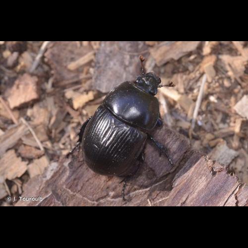 <i>Geotrupes stercorarius</i> (Linnaeus, 1758) © J. Touroult