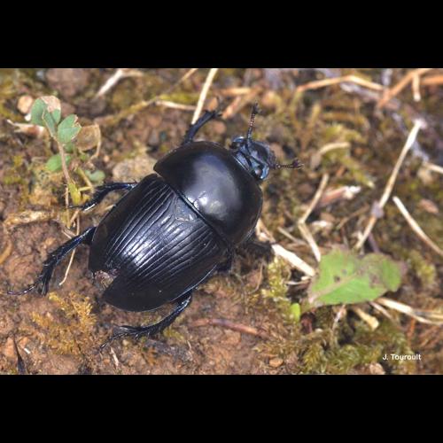 <i>Geotrupes spiniger</i> Marsham, 1802 © J. Touroult