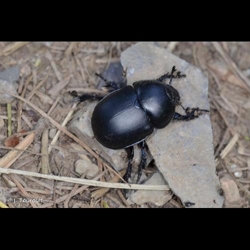 <i>Trypocopris vernalis</i> (Linnaeus, 1758) © J. Touroult