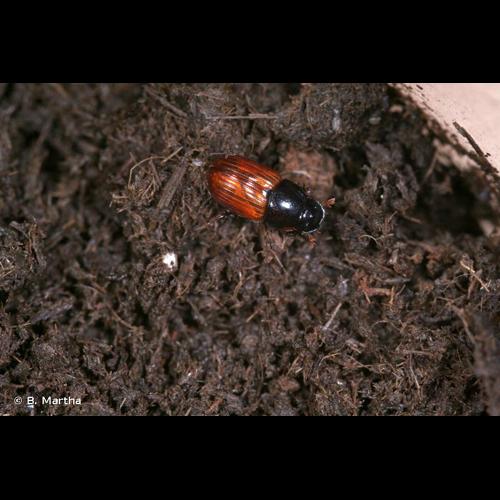 <i>Aphodius fimetarius</i> (Linnaeus, 1758) © B. Martha