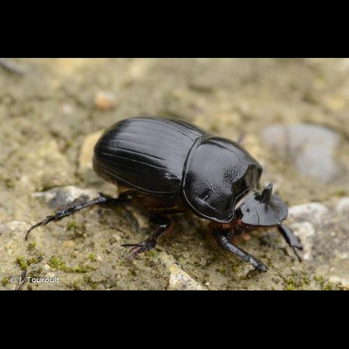 <i>Copris lunaris</i> (Linnaeus, 1758) © J. Touroult