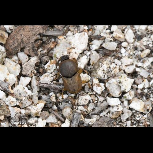 <i>Euoniticellus fulvus</i> (Goeze, 1777) &copy; J. Touroult