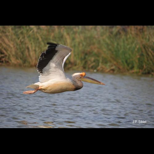 <i>Pelecanus onocrotalus</i> Linnaeus, 1758 © J.P. Siblet