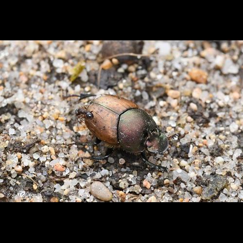 <i>Onthophagus coenobita</i> (Herbst, 1783) © J. Touroult